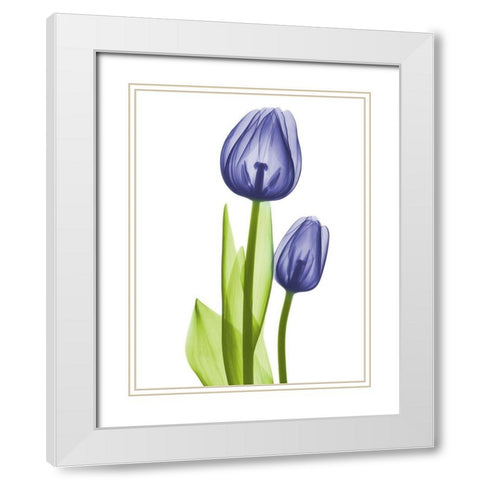 Blue Iris Coupled Friends White Modern Wood Framed Art Print with Double Matting by Koetsier, Albert