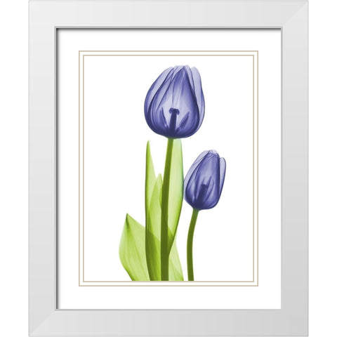 Blue Iris Coupled Friends White Modern Wood Framed Art Print with Double Matting by Koetsier, Albert