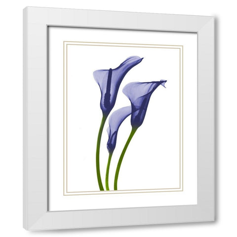 Rowdy Calla Lilly Trio K1 White Modern Wood Framed Art Print with Double Matting by Koetsier, Albert