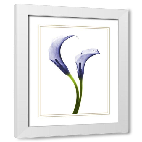 Rowdy Calla Lilly Duo White Modern Wood Framed Art Print with Double Matting by Koetsier, Albert