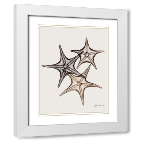 _Sand Starfish White Modern Wood Framed Art Print with Double Matting by Koetsier, Albert