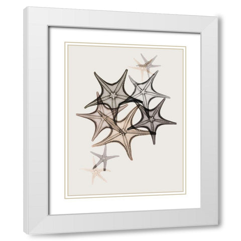 Sand Starfish 2 White Modern Wood Framed Art Print with Double Matting by Koetsier, Albert