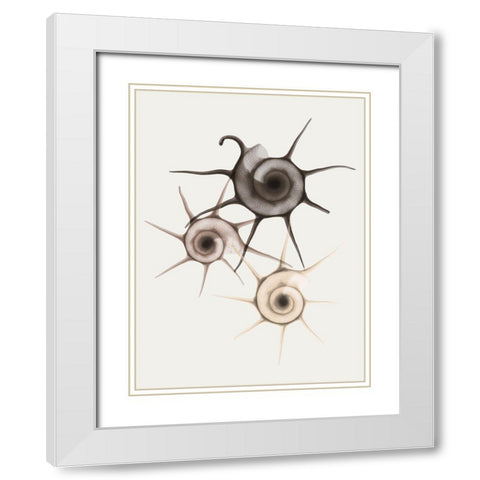 Sand Star Shell White Modern Wood Framed Art Print with Double Matting by Koetsier, Albert