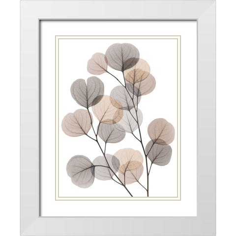 Earthy Eucalyptus Bunch White Modern Wood Framed Art Print with Double Matting by Koetsier, Albert