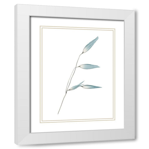 Mediterranean Wheat White Modern Wood Framed Art Print with Double Matting by Koetsier, Albert