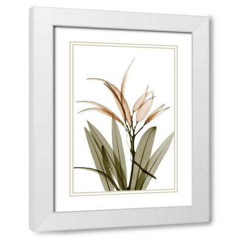 Urban Oleander Seed Pod White Modern Wood Framed Art Print with Double Matting by Koetsier, Albert