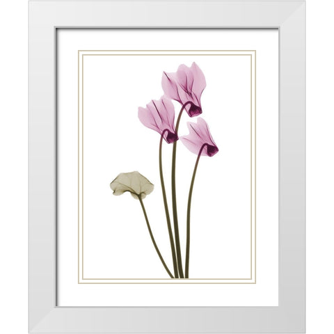 Delightful Cyclamen H11 White Modern Wood Framed Art Print with Double Matting by Koetsier, Albert