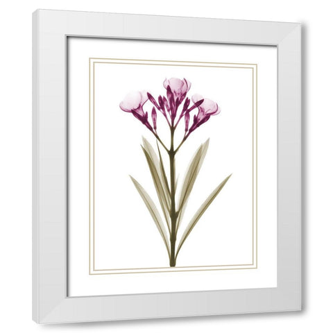 Delightful Oleander A57 White Modern Wood Framed Art Print with Double Matting by Koetsier, Albert