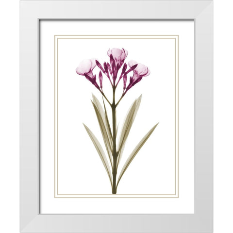 Delightful Oleander A57 White Modern Wood Framed Art Print with Double Matting by Koetsier, Albert