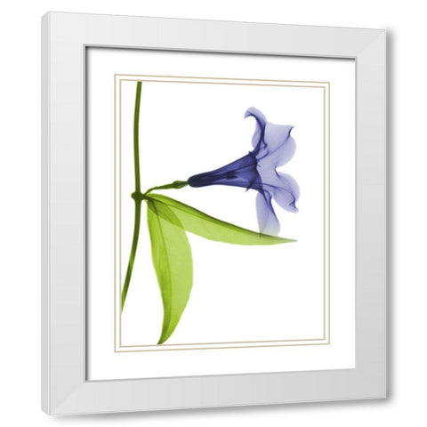 Rowdy Hanging Tulip White Modern Wood Framed Art Print with Double Matting by Koetsier, Albert