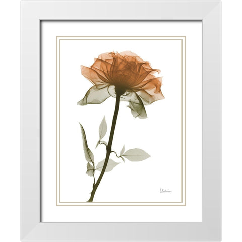 Urban Rose 1 White Modern Wood Framed Art Print with Double Matting by Koetsier, Albert