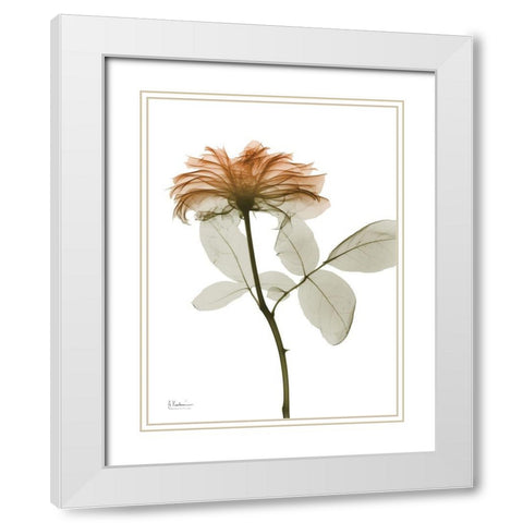 Urban Rose 2 White Modern Wood Framed Art Print with Double Matting by Koetsier, Albert