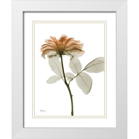 Urban Rose 2 White Modern Wood Framed Art Print with Double Matting by Koetsier, Albert