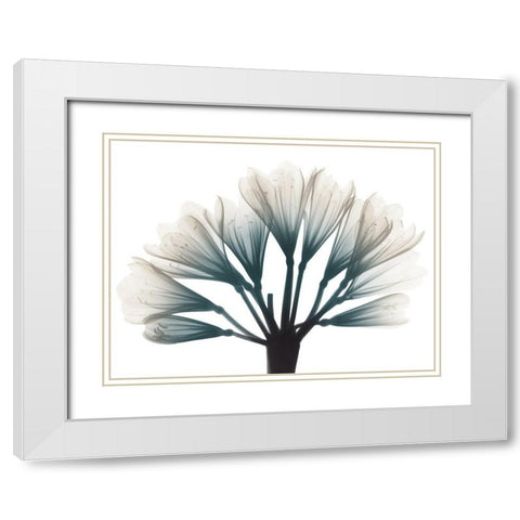 Lily Of The Jungle White Modern Wood Framed Art Print with Double Matting by Koetsier, Albert