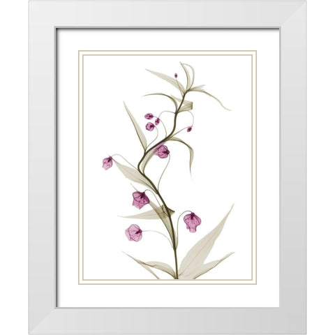 Spring Lily L141 White Modern Wood Framed Art Print with Double Matting by Koetsier, Albert