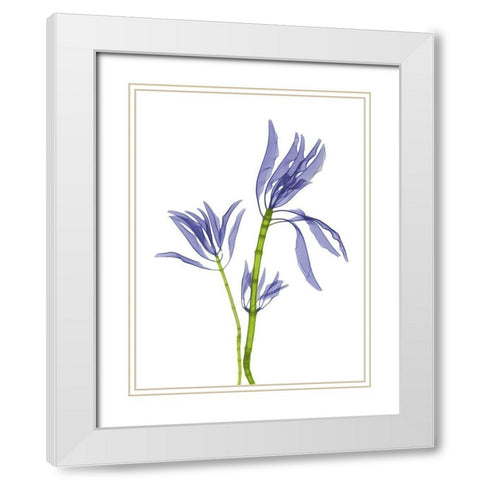 Leucadendron E93 White Modern Wood Framed Art Print with Double Matting by Koetsier, Albert