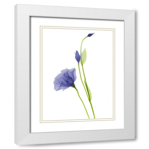 Rowdy Gentian B07 White Modern Wood Framed Art Print with Double Matting by Koetsier, Albert