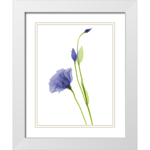 Rowdy Gentian B07 White Modern Wood Framed Art Print with Double Matting by Koetsier, Albert