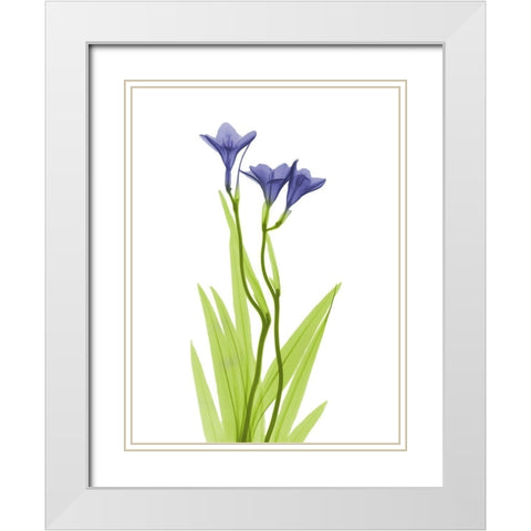 Rowdy Freesia L220 White Modern Wood Framed Art Print with Double Matting by Koetsier, Albert