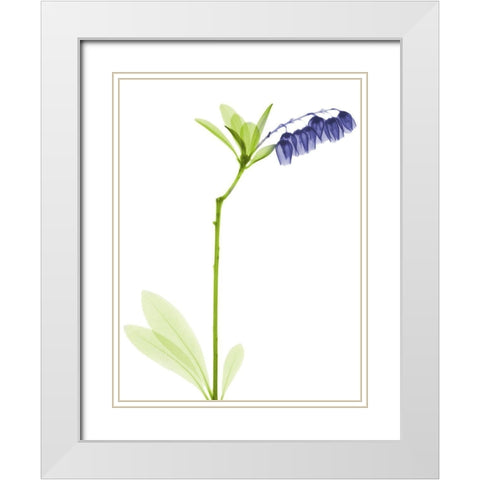 Rowdy Lily Of The Vally Bush H07 White Modern Wood Framed Art Print with Double Matting by Koetsier, Albert