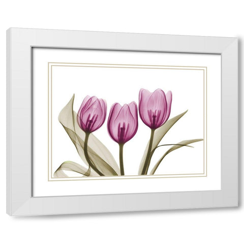 Vibrant Grouped Tulips White Modern Wood Framed Art Print with Double Matting by Koetsier, Albert