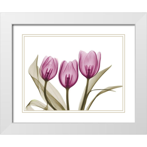 Vibrant Grouped Tulips White Modern Wood Framed Art Print with Double Matting by Koetsier, Albert