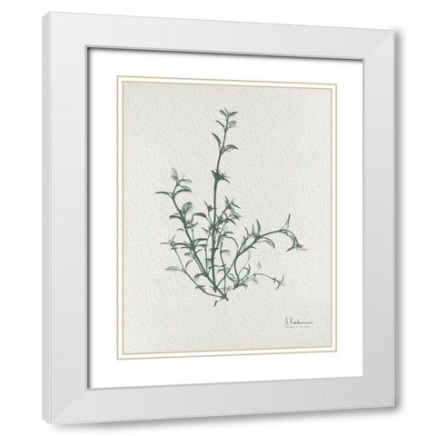 Thymus Vulgaris 2 White Modern Wood Framed Art Print with Double Matting by Koetsier, Albert