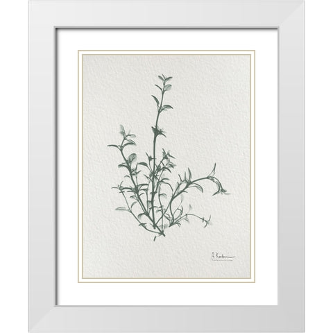 Thymus Vulgaris 2 White Modern Wood Framed Art Print with Double Matting by Koetsier, Albert