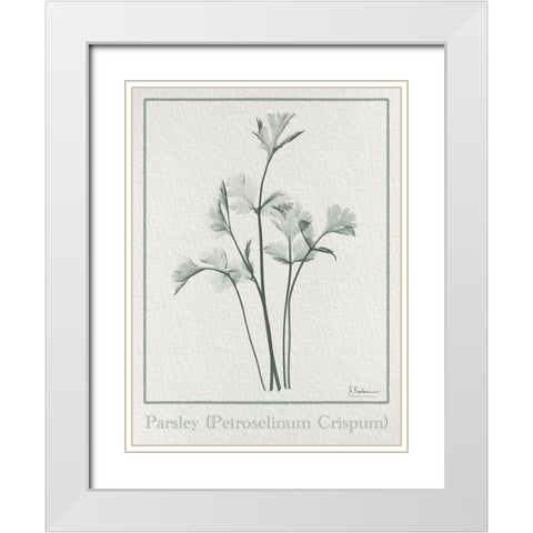 Parsley 2 White Modern Wood Framed Art Print with Double Matting by Koetsier, Albert