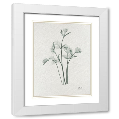 Parsley 2 White Modern Wood Framed Art Print with Double Matting by Koetsier, Albert