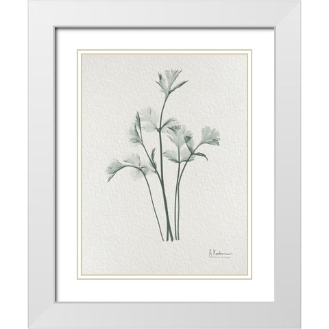 Parsley 2 White Modern Wood Framed Art Print with Double Matting by Koetsier, Albert