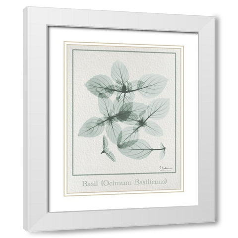 Basil Ocimum Basilicum 2 White Modern Wood Framed Art Print with Double Matting by Koetsier, Albert