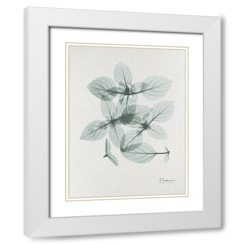 Basil Ocimum Basilicum 2 White Modern Wood Framed Art Print with Double Matting by Koetsier, Albert