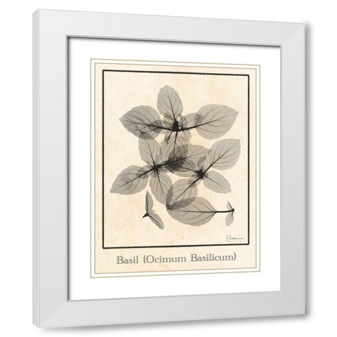 Basil Ocimum Basilicum White Modern Wood Framed Art Print with Double Matting by Koetsier, Albert