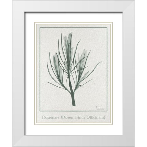 Rosemary 2 White Modern Wood Framed Art Print with Double Matting by Koetsier, Albert