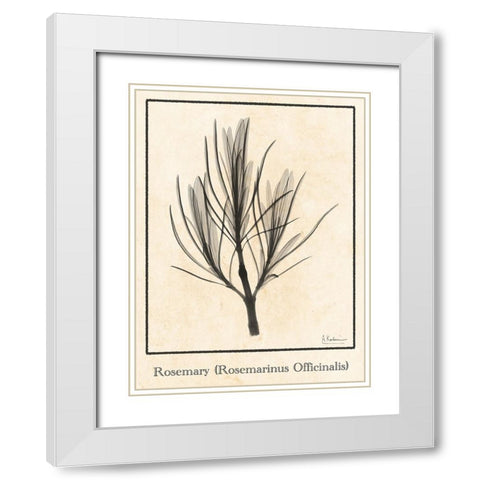 Rosemary White Modern Wood Framed Art Print with Double Matting by Koetsier, Albert