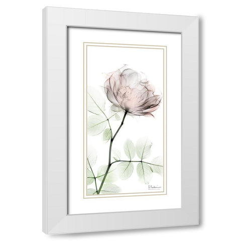 Loving Rose 1 White Modern Wood Framed Art Print with Double Matting by Koetsier, Albert