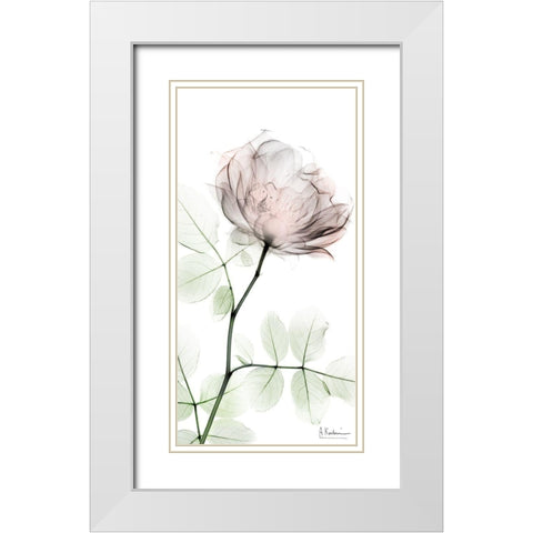Loving Rose 1 White Modern Wood Framed Art Print with Double Matting by Koetsier, Albert