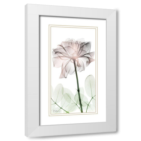 Loving Rose 2 White Modern Wood Framed Art Print with Double Matting by Koetsier, Albert