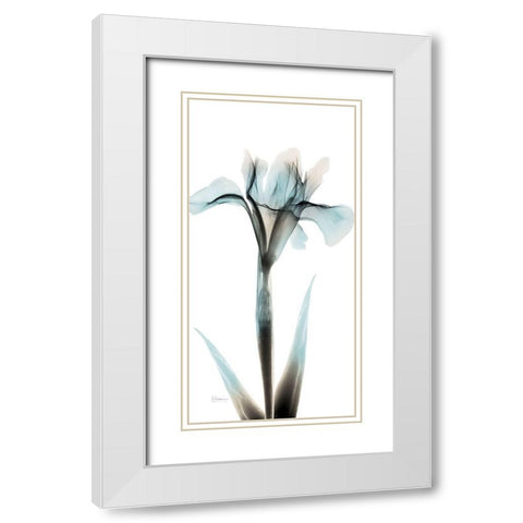 Sea Infused Iris 1 White Modern Wood Framed Art Print with Double Matting by Koetsier, Albert