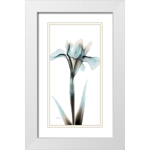Sea Infused Iris 1 White Modern Wood Framed Art Print with Double Matting by Koetsier, Albert