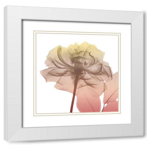 Rose Dawn 1 White Modern Wood Framed Art Print with Double Matting by Koetsier, Albert