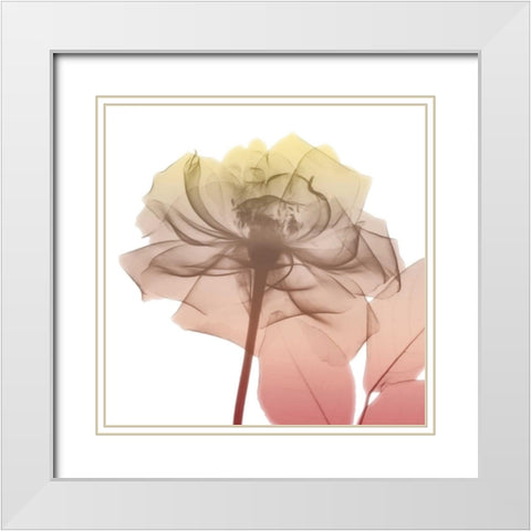 Rose Dawn 1 White Modern Wood Framed Art Print with Double Matting by Koetsier, Albert