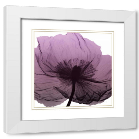 Poppy Purple White Modern Wood Framed Art Print with Double Matting by Koetsier, Albert