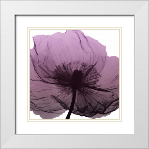 Poppy Purple White Modern Wood Framed Art Print with Double Matting by Koetsier, Albert