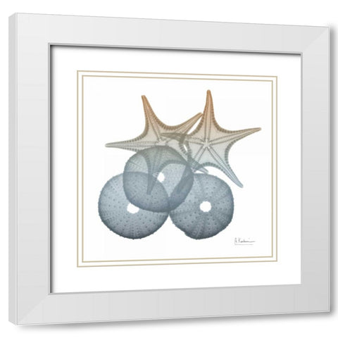 Earthy Hues Sea Urchin and Starfish White Modern Wood Framed Art Print with Double Matting by Koetsier, Albert