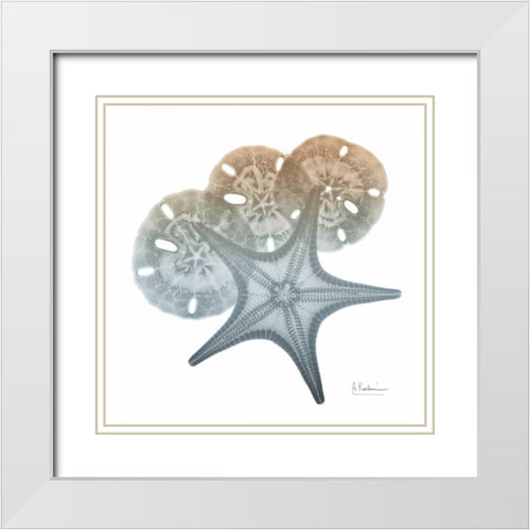 Earthy Hues Starfish and Sand Dollar White Modern Wood Framed Art Print with Double Matting by Koetsier, Albert