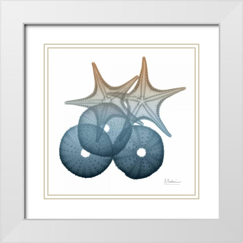 Steel Hues Sea Urchin and Starfish White Modern Wood Framed Art Print with Double Matting by Koetsier, Albert