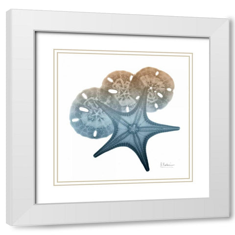 Steel Hues Starfish and Sand Dollar White Modern Wood Framed Art Print with Double Matting by Koetsier, Albert