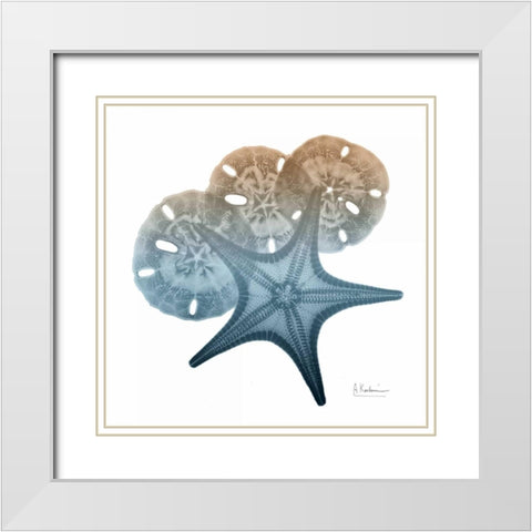 Steel Hues Starfish and Sand Dollar White Modern Wood Framed Art Print with Double Matting by Koetsier, Albert